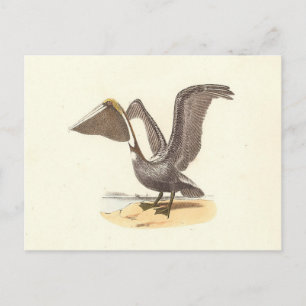 De bruine pelikaan (Pelecanus occidentalis) NY Bir Briefkaart