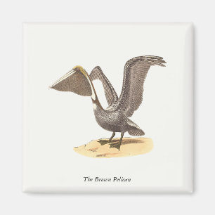 De bruine pelikaan (Pelecanus occidentalis) NY Bir Magneet