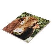 DE BULL TEGELTJE (Zijkant)