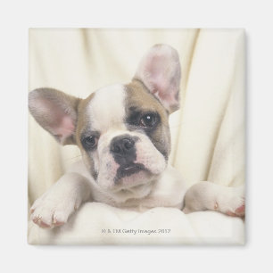 De Bulldog, vaak de Engelse Bulldog, 2 Magneet