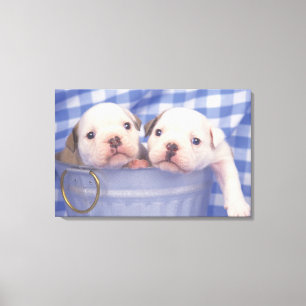 De Bulldog, vaak de Engelse Bulldog genoemd, Canvas Afdruk