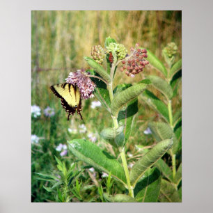 De Butterfly en Milkweed Poster
