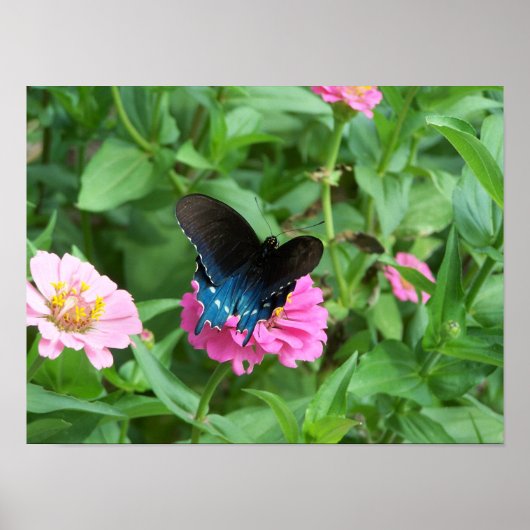 De Butterfly One van Smith Poster (Voorkant)