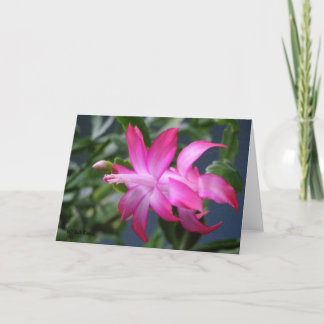 De Cactus van Kerstmis #01 Feestdagen Kaart