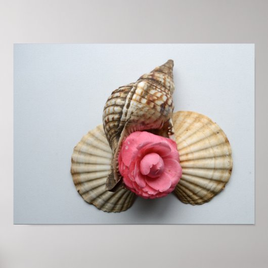 De Camellia en de Shells Poster (Voorkant)