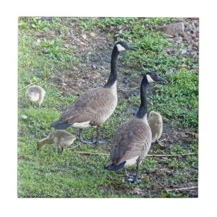 De Canadese Familie van Ganzen Tegeltje