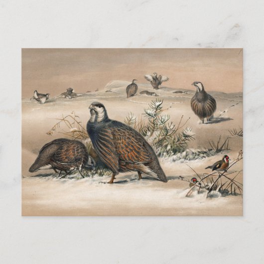 De Caspian Snow-Partridge van Joseph Wolf Briefkaart (Voorkant)