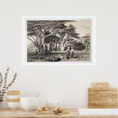 De Cedars van Libanon, gegraveerd door Freeman (se Poster (Keuken)