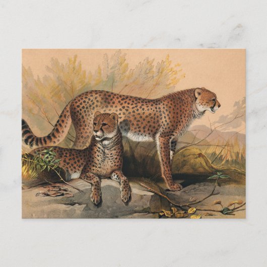 De Cheetah van Joseph Wolf Briefkaart (Voorkant)