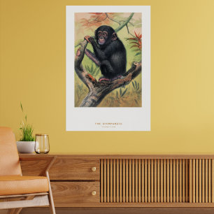 De chimpansee, Dierkundige schetsen, Poster