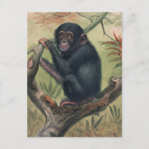 De Chimpansee van Joseph Wolf Briefkaart