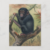 De Chimpansee van Joseph Wolf Briefkaart (Voorkant)