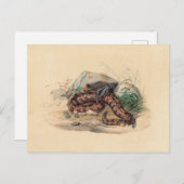 De Clotho van Joseph Wolf Briefkaart (Voorkant / Achterkant)