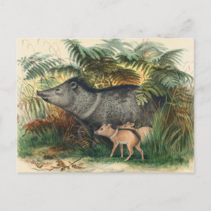 De Collared Peccary van Joseph Wolf Briefkaart