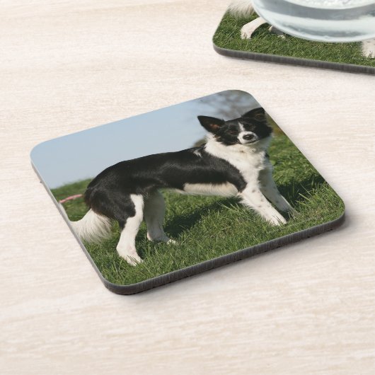 De Collie van de grens Bier Onderzetter (Linkerzijde)