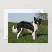 De Collie van de grens Briefkaart (Voorkant / Achterkant)