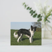 De Collie van de grens Briefkaart (Staand voorkant)