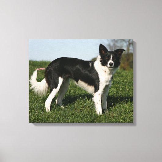 De Collie van de grens Canvas Afdruk (Voorkant)