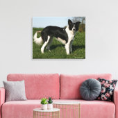 De Collie van de grens Canvas Afdruk (Insitu (Woonkamer))