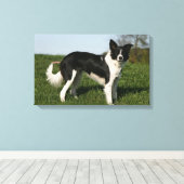 De Collie van de grens Canvas Afdruk (Insitu (Houten vloer))