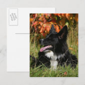 De Collie van de grens die neer het Leiden Briefkaart (Voorkant / Achterkant)