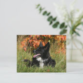 De Collie van de grens die neer het Leiden Briefkaart (Staand voorkant)