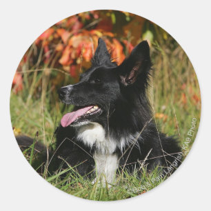De Collie van de grens die neer het Leiden Ronde Sticker
