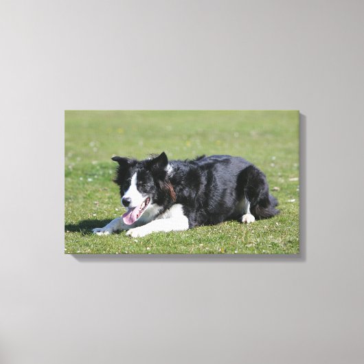 De Collie van de grens neer het Lagen Canvas Afdruk (Voorkant)