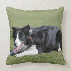 De Collie van de grens neer het Lagen Kussen