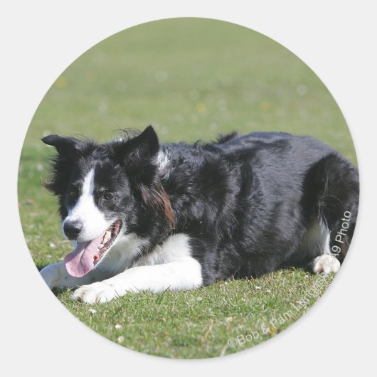 De Collie van de grens neer het Lagen Ronde Sticker (Voorkant)