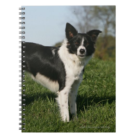 De Collie van de grens Notitieboek (Voorkant)