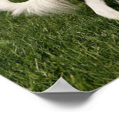 De Collie van de grens Poster (Hoek)