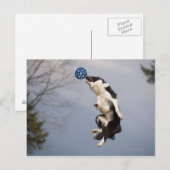 De Collie van de grens vlak voor het vangen van de Briefkaart (Voorkant / Achterkant)