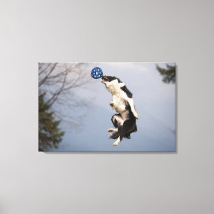De Collie van de grens vlak voor het vangen van de Canvas Afdruk