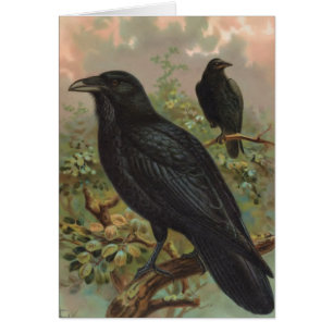 De Common Raven Bird Illustratie