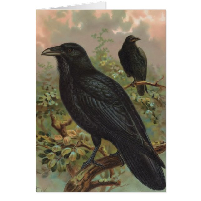 De Common Raven  Bird Illustratie (Voorkant)