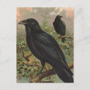 De Common Raven Bird Illustratie Briefkaart