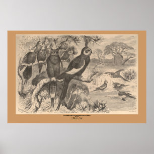 De Corella Poster