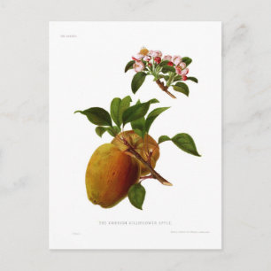 De Cornish Gilliflower Apple Briefkaart