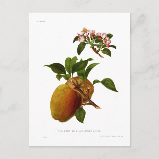 De Cornish Gilliflower Apple Briefkaart (Voorkant)