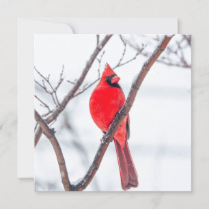 De Correspondance Cardinal d'hiver Carte pour notes plat