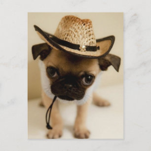 De Cowboy Pug Puppy Briefkaart