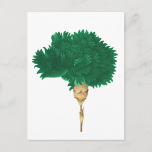 De Cult of Wilde Briefkaart