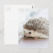 De Cute Baby Hedgel Briefkaart (Voorkant / Achterkant)