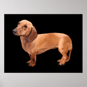 De Dachshund van Stephen Renn Framed Print