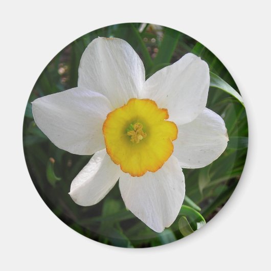 De Daffodil Magneet (Voorkant)