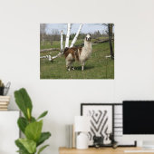 DE DAGELIJKSE LLAMA POSTER (Thuiskantoor)