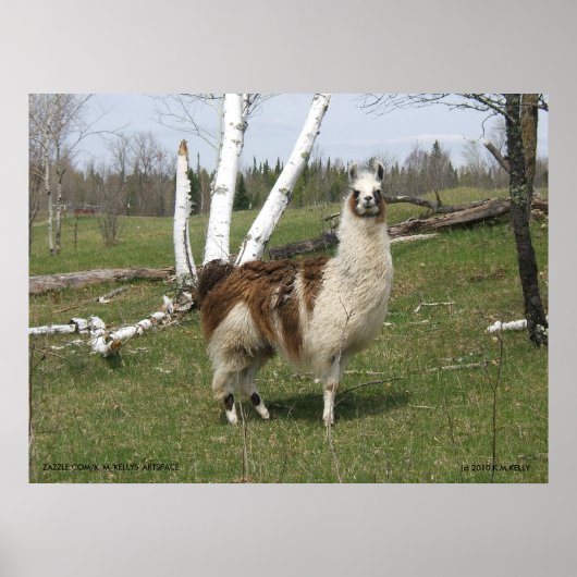 DE DAGELIJKSE LLAMA POSTER (Voorkant)