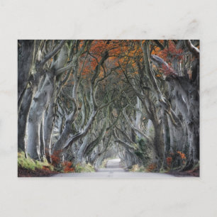 DE DARK HEDGES, BALLYMONEY, IERLAND BRIEFKAART
