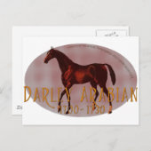 De Darley Arabian Briefkaart (Voorkant / Achterkant)